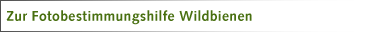 Fotobestimmungshilfe Wildbienen